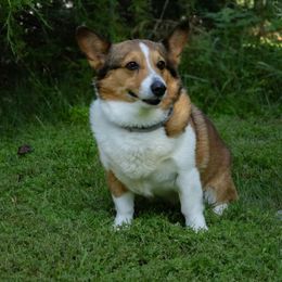 Jack - Pembroke Welsh Corgi