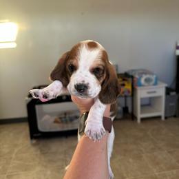 Boy 3 - Black brown and white male Basset Hound puppy in Las Animas, Colorado from J&D Dachsies