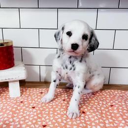 Dalmatian Puppies from Spotted Jewels Dalmatians