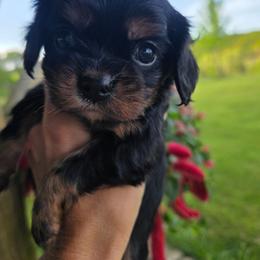 Coco - Black and tan female Cavalier King Charles Spaniel puppy in Springfield, Missouri from Caney Mountain Cavaliers LLC