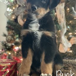 Australian Shepherd Puppies from Mundo Farm Aussies