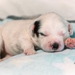 Hickory - Merle male Bernedoodle puppy in Lima, Ohio from Hommel’s Mini Darling Doodles
