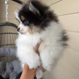 Woody - Black parti male Pomeranian puppy in Hampton, Virginia from Hearts Of Love