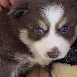Pomsky Puppies from River Enz Pomskies