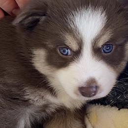 Pomsky Puppies from River Enz Pomskies