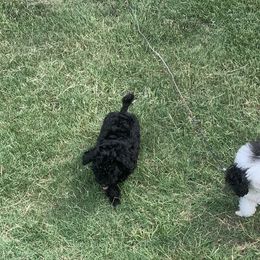 Poodles from Parti-Pawz
