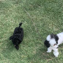 Poodles from Parti-Pawz