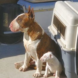 Bull Terrier Puppies from LSDBULLS