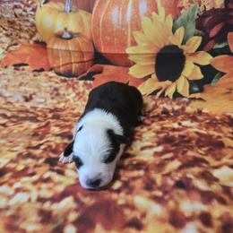 Girl 4 - Black tri-color female Australian Shepherd puppy in Lakeland, Florida from Diamond P Australian Shepherds