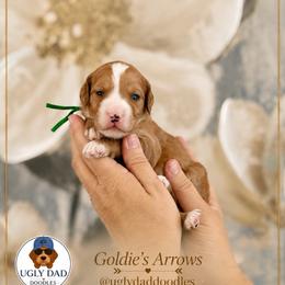Striker - Red  male Goldendoodle puppy in Orangevale, California from Ugly Dad Doodles
