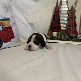 Boy 3 - White black and tan male Beagle puppy in Newman, California from Valley Beagles