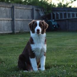 Australian Shepherd Puppies from Louvre Australian Shepherds