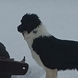 Border Collies and Pembroke Welsh Corgis from Kickin It Acres BCs