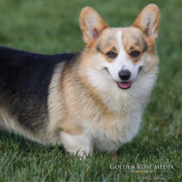Leroy - Pembroke Welsh Corgi