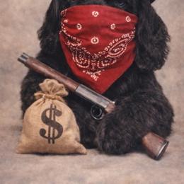 Bandit - Black male Cocker Spaniel puppy in Victor, Montana from Stargazer Kennel