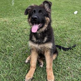 Teal long hair coat boy is back - Black and red male German Shepherd puppy in Galt, California from At Redwood Runs