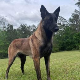 ENDI - Belgian Malinois