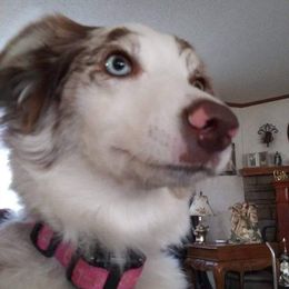 Bella - Australian Shepherd