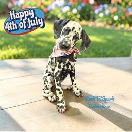 Luisa - White and black female Dalmatian puppy in Adkins, Texas from Rock'N'Spark Dalmatians