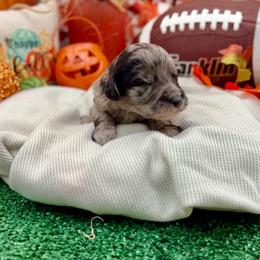 Kringle - Merle male Sheepadoodle puppy in Willacoochee, Georgia from Kitandkboodle's Doodles