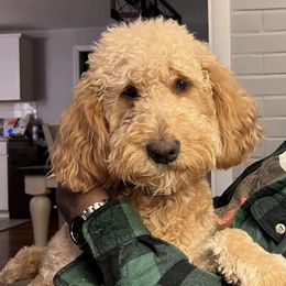 Bella - Goldendoodle