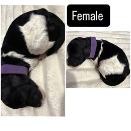 Purple Collar (runt) - Parti female Poodle puppy in League City, Texas from Chauffeured Poodles