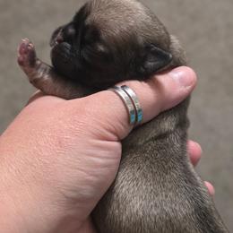 Boy 4 - Fawn male Pug puppy in Olin, North Carolina from Piggy Pugs