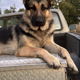 Diesel - German Shepherd