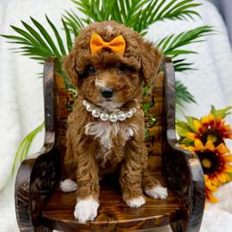 Orange - Red  female Poodle puppy in West Hamlin, West Virginia from My Vision Poodles