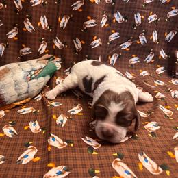 Mallard - Liver white and roan male English Springer Spaniel puppy in Braidwood, Illinois from A & R Springers