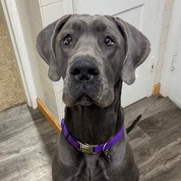 Burger - Great Dane