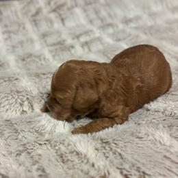Boy 2 - Red male Cockapoo puppy in Bristow, Oklahoma from 10-Acre Woods Cockapoos
