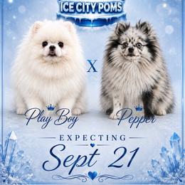 Pomeranian puppies from Ice City Pomeranians