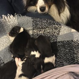 Shetland Sheepdog Puppies from Sunny Shelties