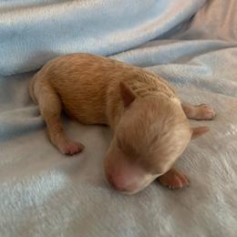 Chief - Apricot male Goldendoodle puppy in Haddam, Kansas from Golden B Acres