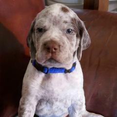 Boy 2 - Braque du Bourbonnais puppy in Lincoln, Nebraska from Rufnit Kennels, LLC