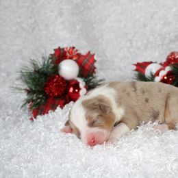 Miniature American Shepherd Puppies from Lone Pine Miniature American Shepherds