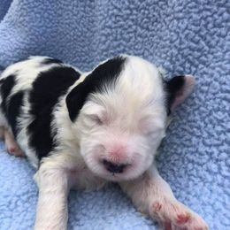 Portuguese Water Dog Puppies from Lakehouse Porties