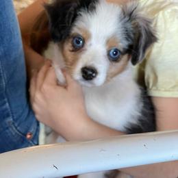 Boy 2 - Blue merle male Toy Australian Shepherd puppy in Springfield, Missouri from Donnie's Miniature & Toy Australian Shepherds