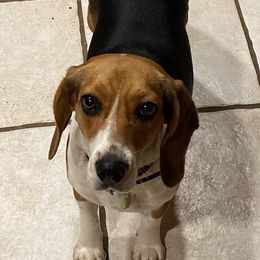 Crazee - Beagle