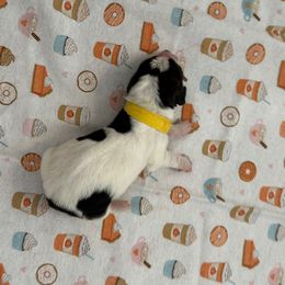 Yellow collar - 3,550.00 - Black white and brown female Basset Hound puppy in Columbia, South Carolina from Pawmetto Hounds