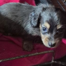 Precious - Dapple female Dachshund puppy in Wakeman, Ohio from Angie's Adorable Dachshunds