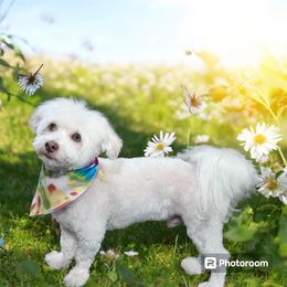 Rocco - Havanese