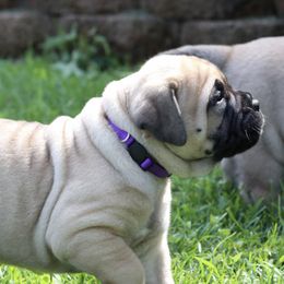 Bullmastiffs from Riverbend Bullmastiffs