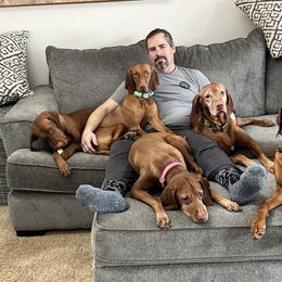 Vizsla All Grown Up from Coast Range Vizslas