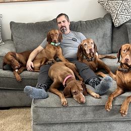 Vizsla All Grown Up from Coast Range Vizslas