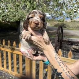 Moose - Piebald male Dachshund puppy in Delta, Colorado from Weinderful Dachshunds