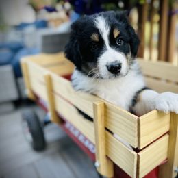 Hans - Black tri-color Australian Shepherd puppy in Polson, Montana from Whiskey River Aussies