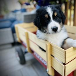 Hans - Black tri-color Australian Shepherd puppy in Polson, Montana from Whiskey River Aussies