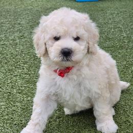 Red - Cream male Goldendoodle puppy in Rockledge, Florida from Stormie's Doodles